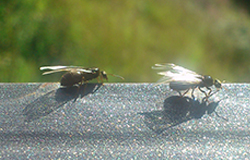 Fly Fish Zermatt - Ants